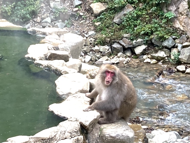 Monkey by hot spring in Nagano Japan