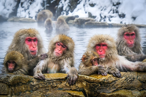 Monkeys in hot springs