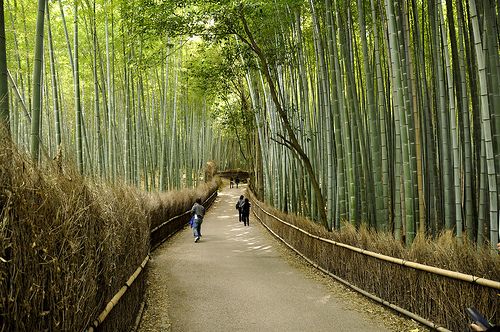 The Bamboo Path in Kyoto Japan