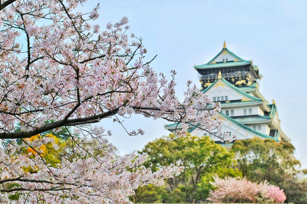 Cherry blossoms by castle in Japan