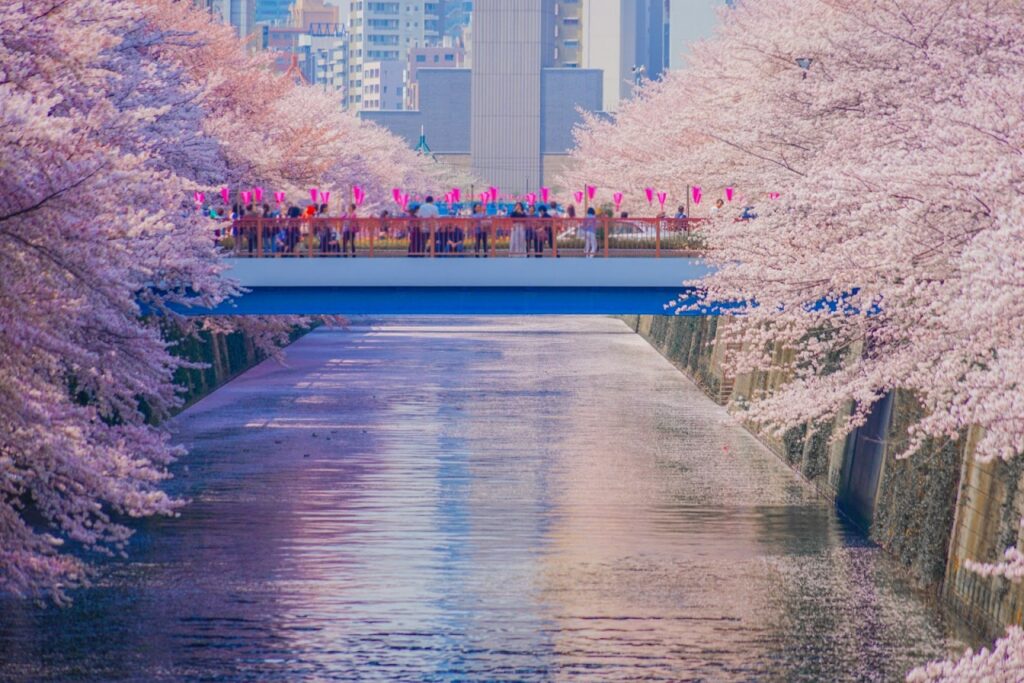Meguro River with cherry blossoms in Tokyo Japan