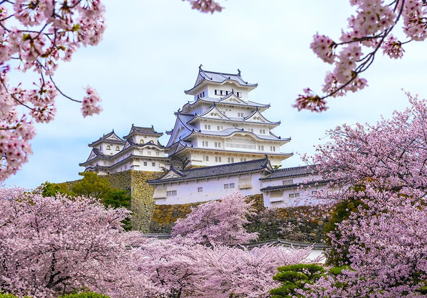 Cherry blossoms in bloom around Osaka Castle Japan