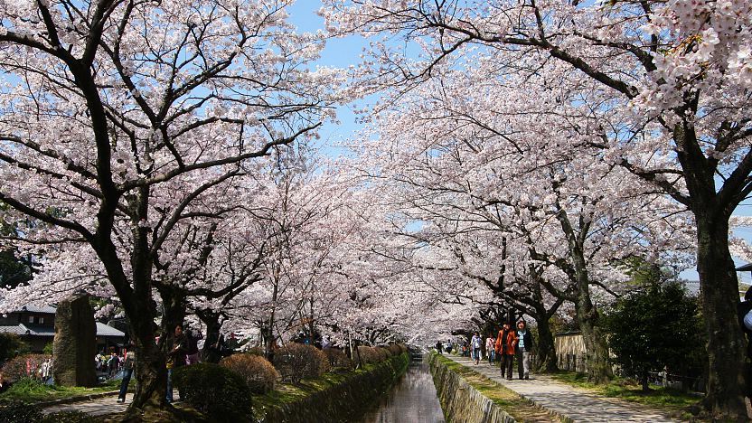 Philosopher's Path with cherry blossoms in Kyoto Japan