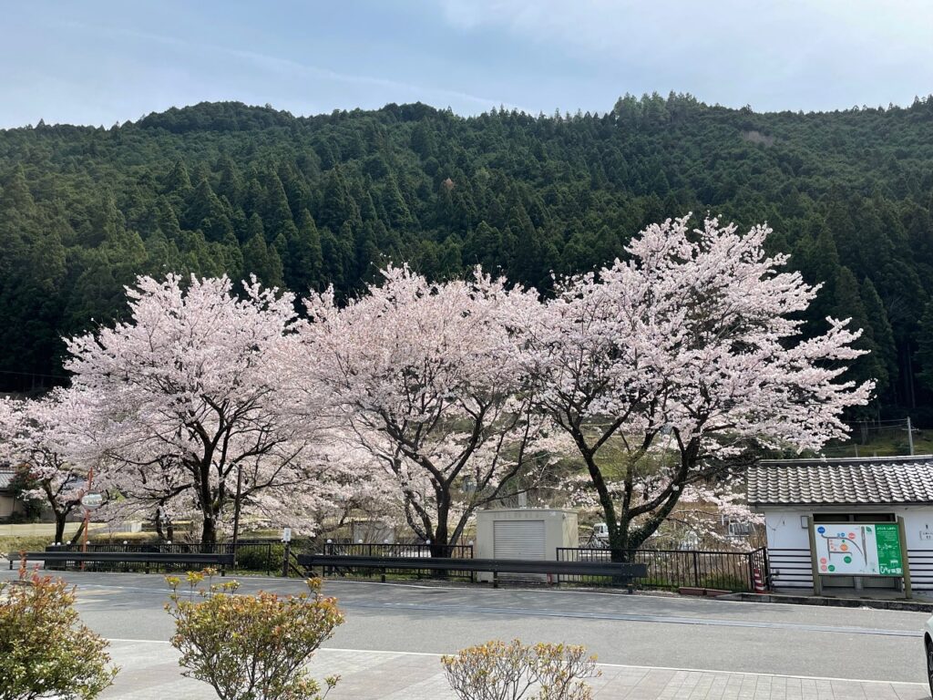 Sakura by roadside stop in Wakayama Japan