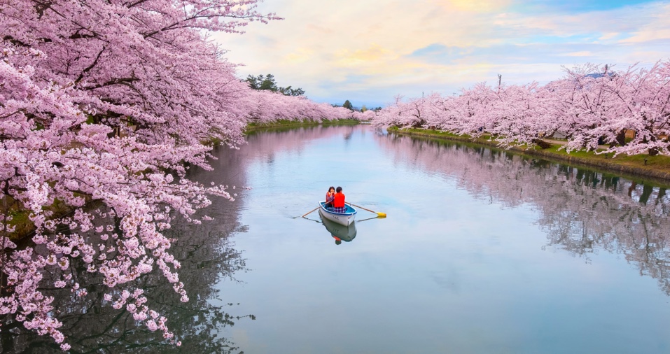 Cherry blossoms at Hirosaki Koen in Aomori Japan