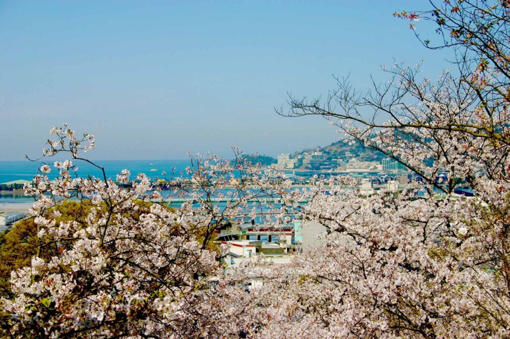 Sakura view and ocean from Kimii-dera Temple in Wakayama Japan
