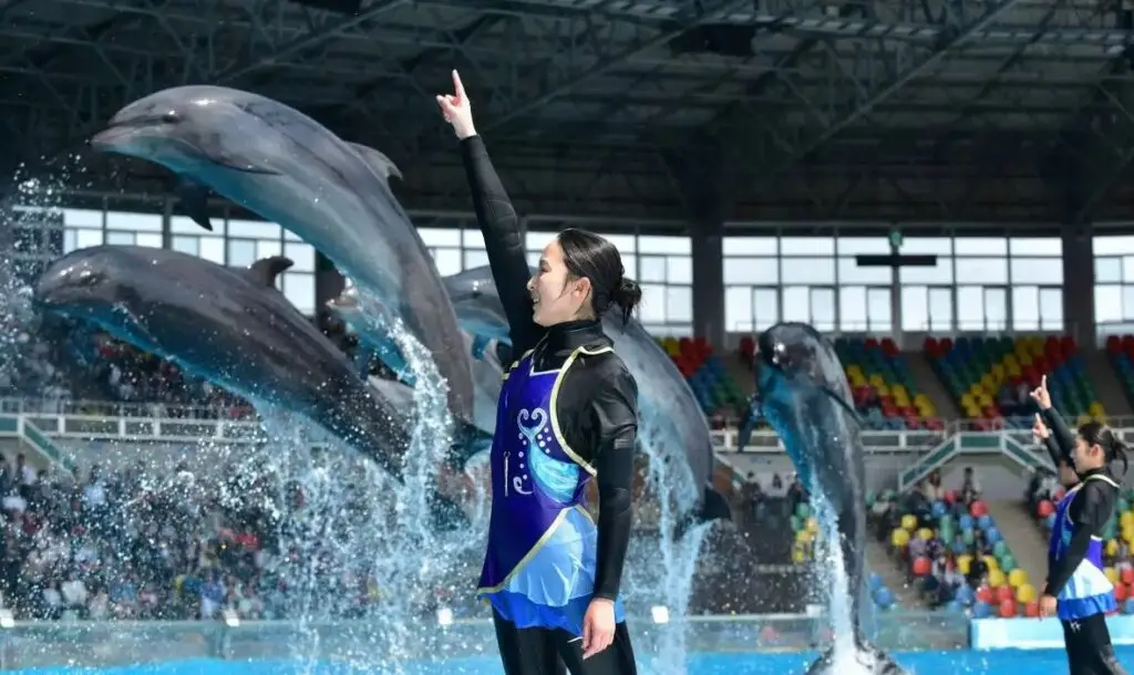 Dolphin show in Wakayama Japan