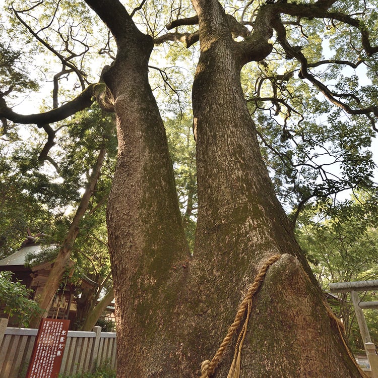 Awajishima Japan Camphor Tree