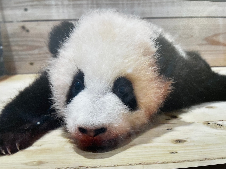 Baby panda in Wakayama Japan