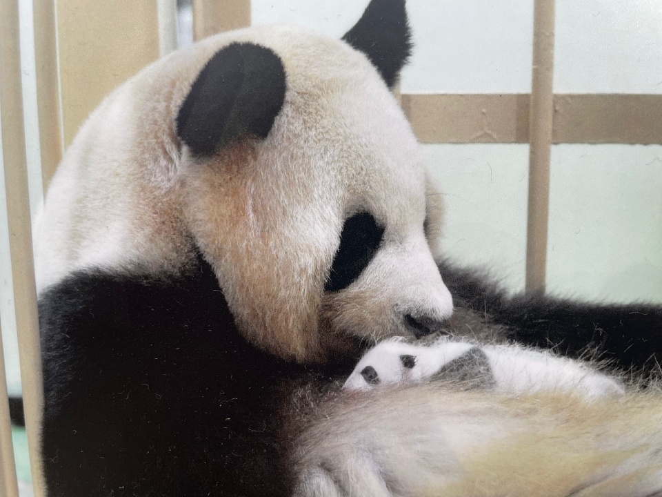 Mother and baby panda in Wakayama Japan