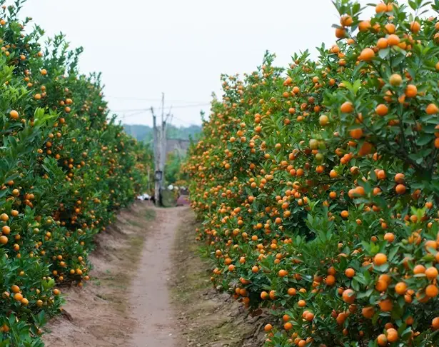 Mandarin orange orchard in Wakayama Japan