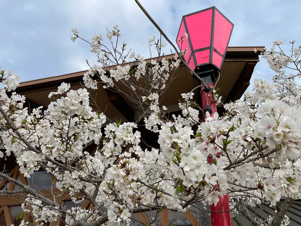 Cherry blossoms with lantern at park