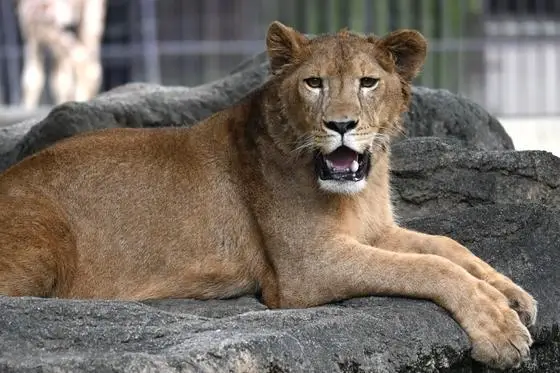 Lioness at zoo
