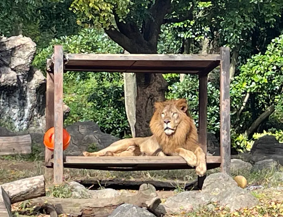 Lion resting at zoo