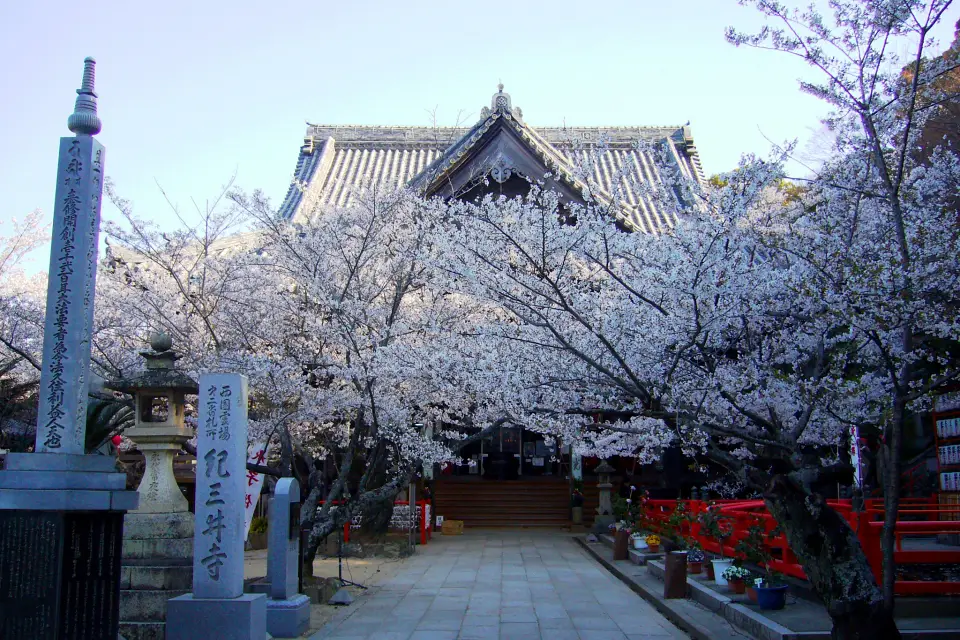 Cherry blossoms at Kimiidera Temple