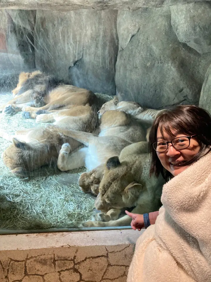 Woman looking at lion family at zoo