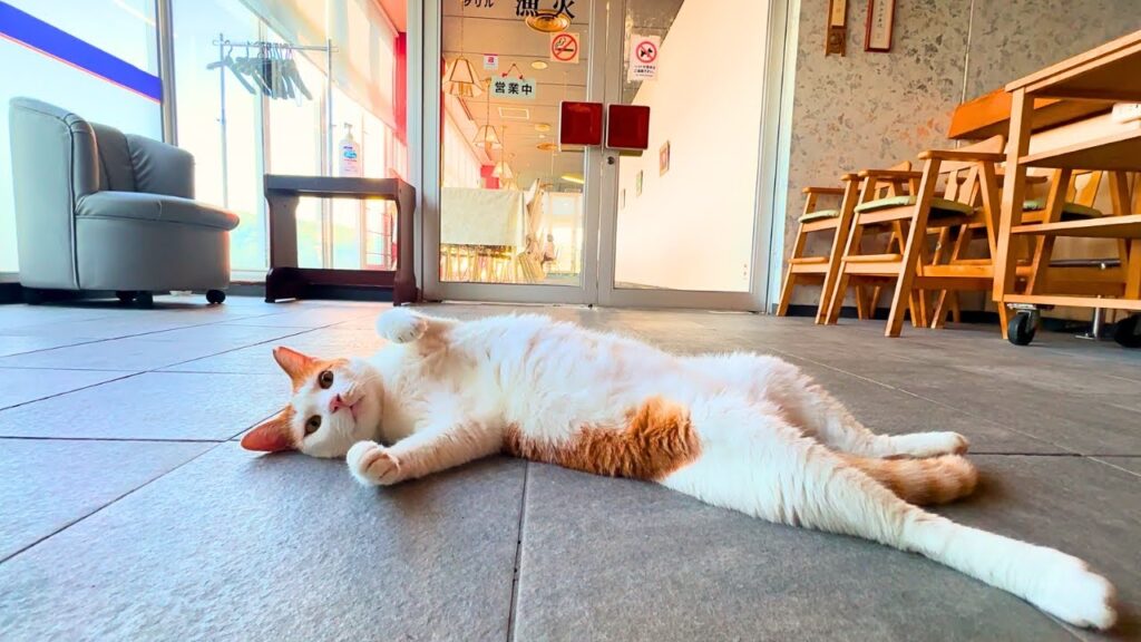 cat rolling on the floor at hotel in Tokushima Japan
